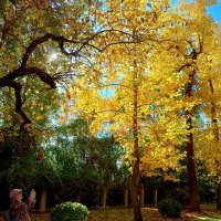 Адлер. Дендропарк "Южные культуры" :: Нина Бутко Адлер. Дендропарк "Южные культуры" :: Нина Бутко