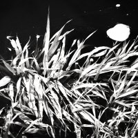 Фотография :: Денис Безногов Фотография :: Денис Безногов