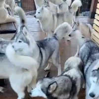 Хаски Хутор на Роза Хутор :: Ирэн 