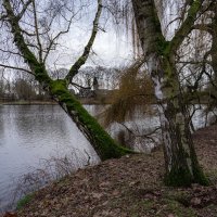 У склонённой берёзы... :: Николай Гирш У склонённой берёзы... :: Николай Гирш