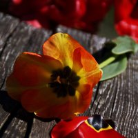 Тюльпаны - фавориты весны... :: Татьян@ Ивановна Тюльпаны - фавориты весны... :: Татьян@ Ивановна