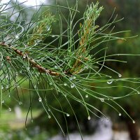 Рассыпался бисер по веткам... :: Светлана 