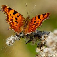 опять про бабочек...155 :: Александр Прокудин