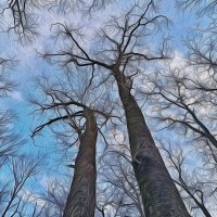 Дерева вы мои, дерева... :: Валентина Нефёдова Дерева вы мои, дерева... :: Валентина Нефёдова