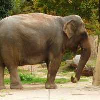 Добрый слон :: Юрий. Шмаков Добрый слон :: Юрий. Шмаков