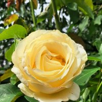 Роза желтая :: Сергей Карачин