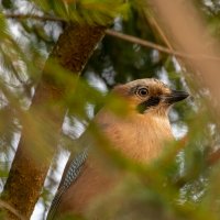 Сойка :: Владимир Лазарев Сойка :: Владимир Лазарев