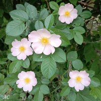 Шиповник собачий :: Любовь Сахарова Шиповник собачий :: Любовь Сахарова