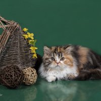 Красавица черепашка (хайленд-страйт) :: Светлана Ищенко