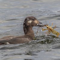 турпан. :: юрий макаров