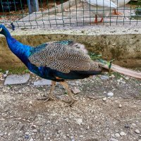 Павлин :: Александр Леонов Павлин :: Александр Леонов