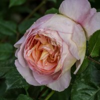 Розовая роза Александрина :: Валентин Семчишин Розовая роза Александрина :: Валентин Семчишин