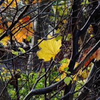 Ноябрьский этюд :: Рита Симонова