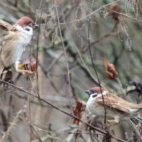** :: Владимир Безбородов ** :: Владимир Безбородов