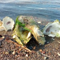 выбираем раковины :: ИРЭН@ .