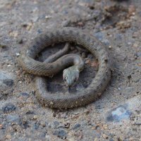 Водяной уж. :: Александр. AVG100 ---