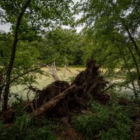 Жертва урагана... :: Николай Гирш Жертва урагана... :: Николай Гирш