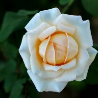 *** :: Светлана *** :: Светлана