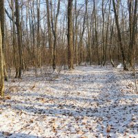 О прогулках в нашем декабре.... :: Андрей Заломленков О прогулках в нашем декабре.... :: Андрей Заломленков