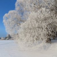 Подморозило :: Ольга Митрофанова Подморозило :: Ольга Митрофанова