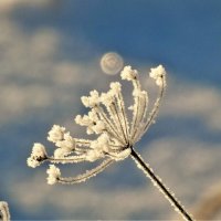 .... :: Ольга Митрофанова