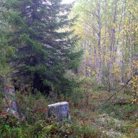 В сказочном лесу :: Андрей Зайцев В сказочном лесу :: Андрей Зайцев