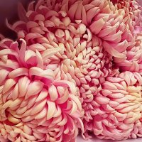 С улыбкой застенчивой :: Hope 