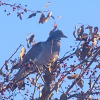 Дикий голубь. :: сергей ермошкин Дикий голубь. :: сергей ермошкин