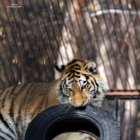 С игрушкой :: Андрей Пристяжнюк