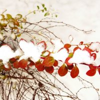 Нарядная веточка :: Андрей Снегерёв Нарядная веточка :: Андрей Снегерёв