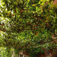 Тбилиси. :: Aleks Lebedev