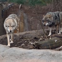 Волки :: <<< Наташа >>>