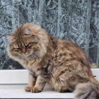 Взгляд на фотографа :) :: Наталья Взгляд на фотографа :) :: Наталья