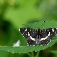 опять про бабочек...158 :: Александр Прокудин опять про бабочек...158 :: Александр Прокудин