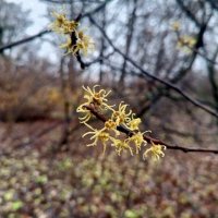 Гамамелис :: Сапсан 