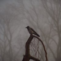 Тьфу ты, что ты каркаешь! :: Юрий Полторыхин.