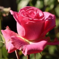 Королева :: Светлана Тихонина Королева :: Светлана Тихонина