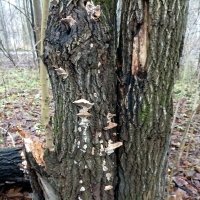 Грибная пора ) :: Veera V