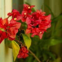 Бугенвилия :: Анатолий Чикчирный