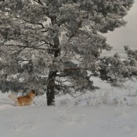 Зимняя прогулка с рыжим псом :: Сергей Шаврин Зимняя прогулка с рыжим псом :: Сергей Шаврин