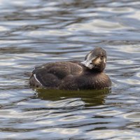 турпан. :: юрий макаров турпан. :: юрий макаров