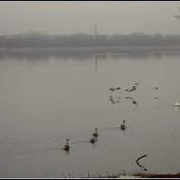 *** :: Aleksandr Gal