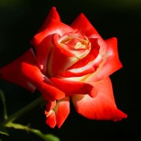 Доброе утро :: Юрий. Шмаков