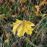 Ноябрьский этюд :: Рита Симонова