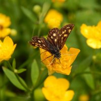 В гармонии :: Александр Ковальчук В гармонии :: Александр Ковальчук
