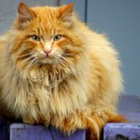 Рыжая Дуся. :: nadyasilyuk Вознюк Рыжая Дуся. :: nadyasilyuk Вознюк