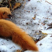 Колонок наверное. :: nadyasilyuk Вознюк Колонок наверное. :: nadyasilyuk Вознюк