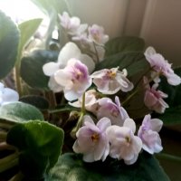 Фиалка :: Елена Семигина Фиалка :: Елена Семигина