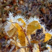 Листья в шубки нарядились. :: nadyasilyuk Вознюк Листья в шубки нарядились. :: nadyasilyuk Вознюк