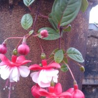 фуксия :: СЕРГЕЙ ФИЛОЧКИН фуксия :: СЕРГЕЙ ФИЛОЧКИН